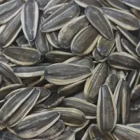 تخمه خام پاک شده درجه1