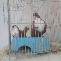 کبوتر سینه دق