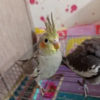 عروس هلندی دارچینی یک ماهه