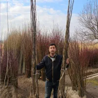 گردو دیرگل و زودبارده|خدمات باغبانی و درختکاری|هشترود, |دیوار