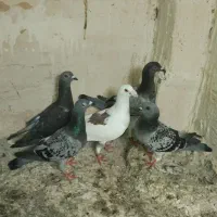 کبوتر صید