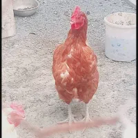 مرغ تخم گذار