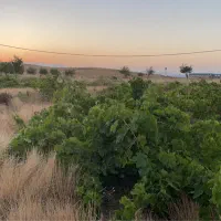 زمین ۸ هزار متری تک برگ سند