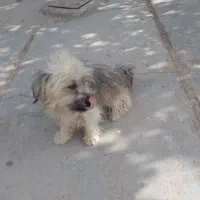 پاکوتاه جذاب|سگ|تربت جام, فاز ۱ فرهنگیان|دیوار