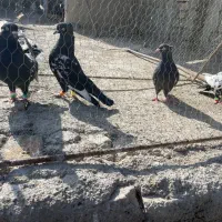 ۶تارنگه|پرنده|شیروان (خراسان), |دیوار