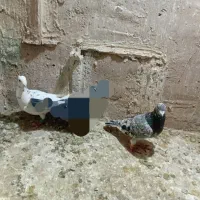 کبوترصید شب|پرنده|مشهد, محمدآباد|دیوار