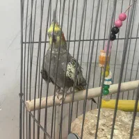 معاوضه عروس با قناری|پرنده|یزد, |دیوار