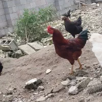 خروس|حیوانات مزرعه|رشت, حومه رشت|دیوار
