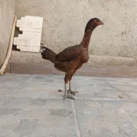 سلام دو عدد جوجه لاری اصل نصب دار پنچ ماه|حیوانات مزرعه|رشتخوار, |دیوار