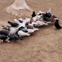 کبوترتهرونی وکاشونی|پرنده|برخوار, |دیوار