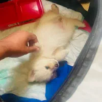 توله سگ پامرین پامر|سگ|هشتگرد, مدرس|دیوار