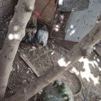 مرغ حرس با قیمت مناسب|حیوانات مزرعه|قم, قم نو|دیوار