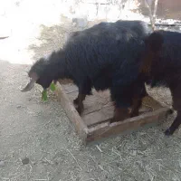 ۲تا بزغاله علفخور