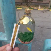 ماهی عمده|ماهی|تهران, بازار|دیوار