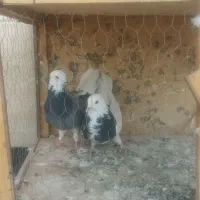 تعدای کفتر پرشی|پرنده|شریفآباد, |دیوار