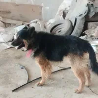 سگ ژرمن نگهبان