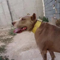 حیوانات واگذاری