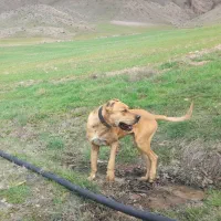 سگ پیتبول