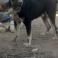 سگ نگهبان