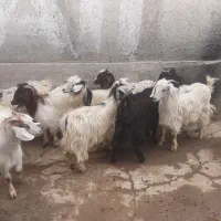 اردبیل میراشرف جاده اردی