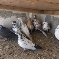 کبوتر
