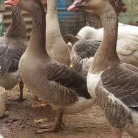 بزغاله وقوغاز