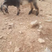 بز چاق کشتی