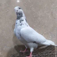 کبوتر|پرنده|دوگنبدان, |دیوار