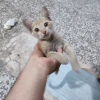 واگذاری گربه بغلی و بازیگوش فقط به خانواده