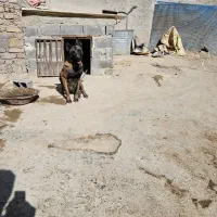 مالینویز نر اماده جفت گیری|سگ|پردیس, سیاه سنگ|دیوار