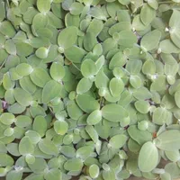 فروش گیاه مردابی|ماهی|اصفهان, کوی امام جعفر صادق|دیوار
