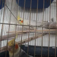 معاوضه عروس هلندی نر با ماده سرحال