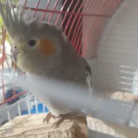 عروس هلندی دستی