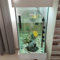 اکواریوم