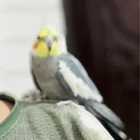 عروس هلندی|پرنده|خمیر, |دیوار