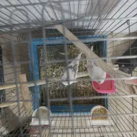 فروش دو جفت عروس هلندی پروانه ای|پرنده|بناب, |دیوار