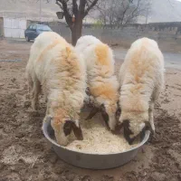 قوچ اصیل سنجابی