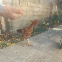 خروس لاری جوان افقان