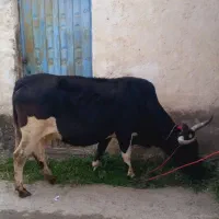 گاو دورگ محلی ۸ماه ابستن