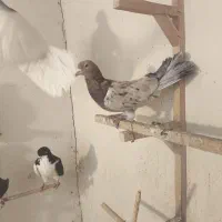 کبوتر سرور هفرنگ