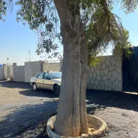 باغچه*چسب انشعابات *خرید از مالک|فروش زمین و ملک کلنگی|اسلامشهر, شهرک احمدیه|دیوار