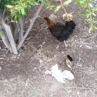 مرغ محلی با پنج جوجه یک ماهه