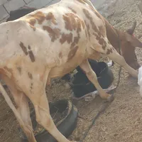 گاوباگوساله