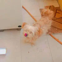 سگ شیتزو|سگ|جهرم, |دیوار