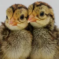 جوجه بلدرچین یک روزه