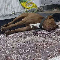 سگ پیت بول گمشده