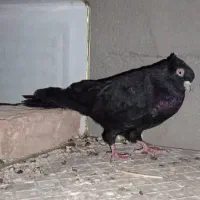 کبوتر سیاه چشم نوک|پرنده|شهرضا, |دیوار