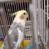 فروش یک عددعروس هلندی نر