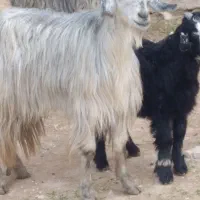 فروش یک عدد بز کهره ای