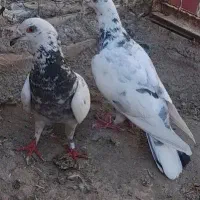 نروماده گرفتنی